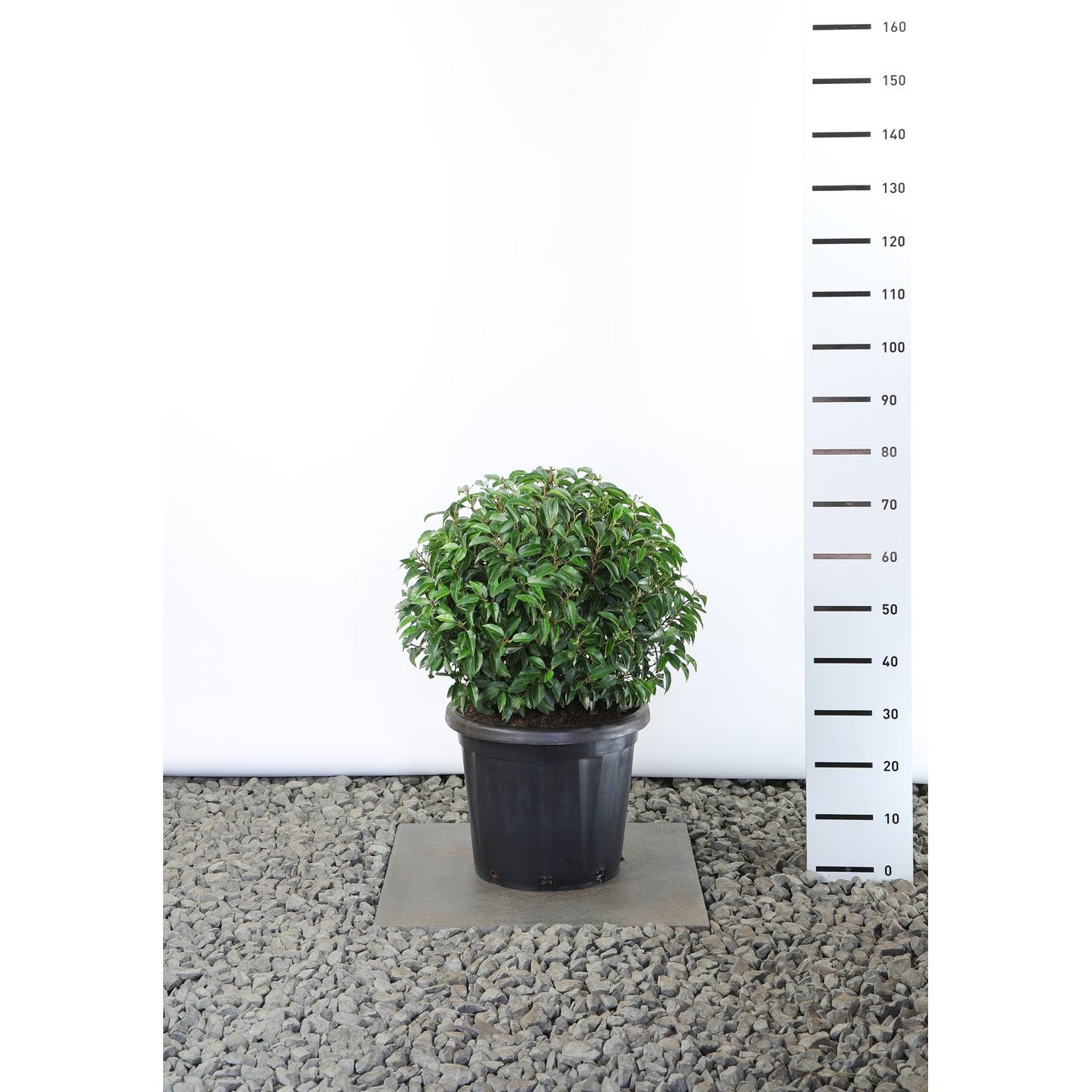 Lagerkörsbär – Prunus lusitanica 'Angustifolia' - 50-60 CM Ball Cont.